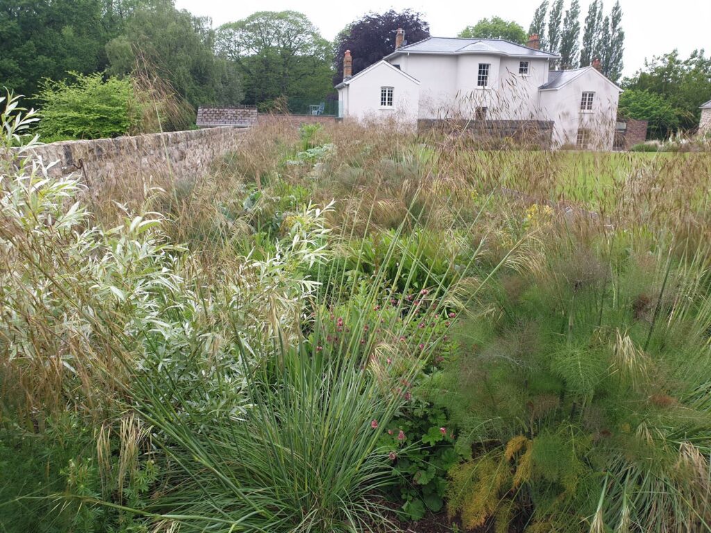 new perennial planting scheme