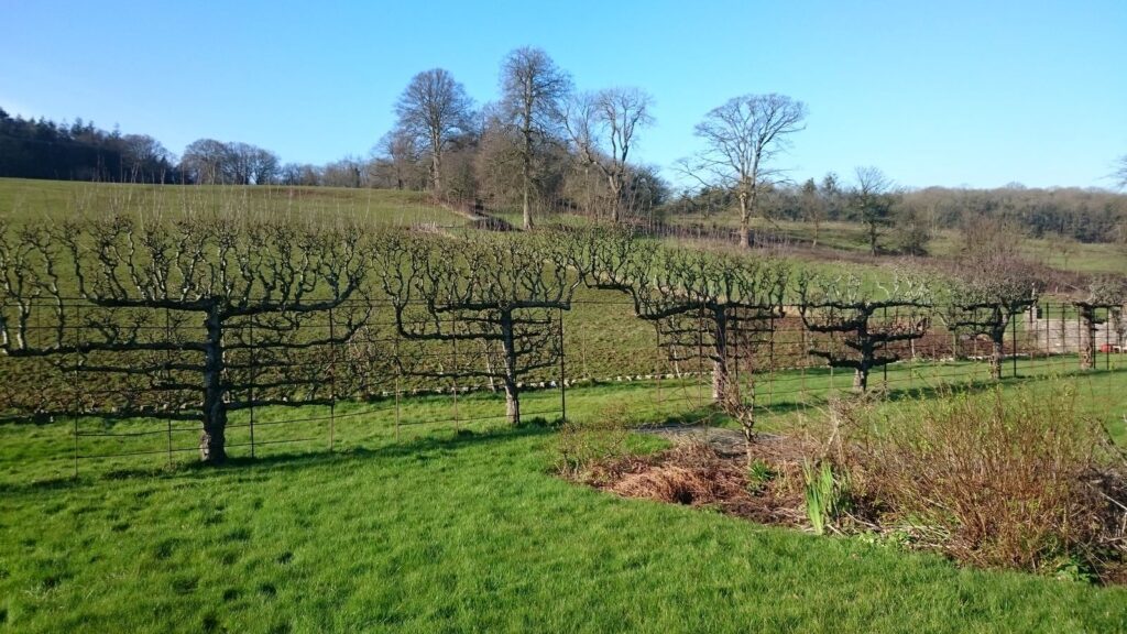 Ancient apple espaliers overlooking historic parkland