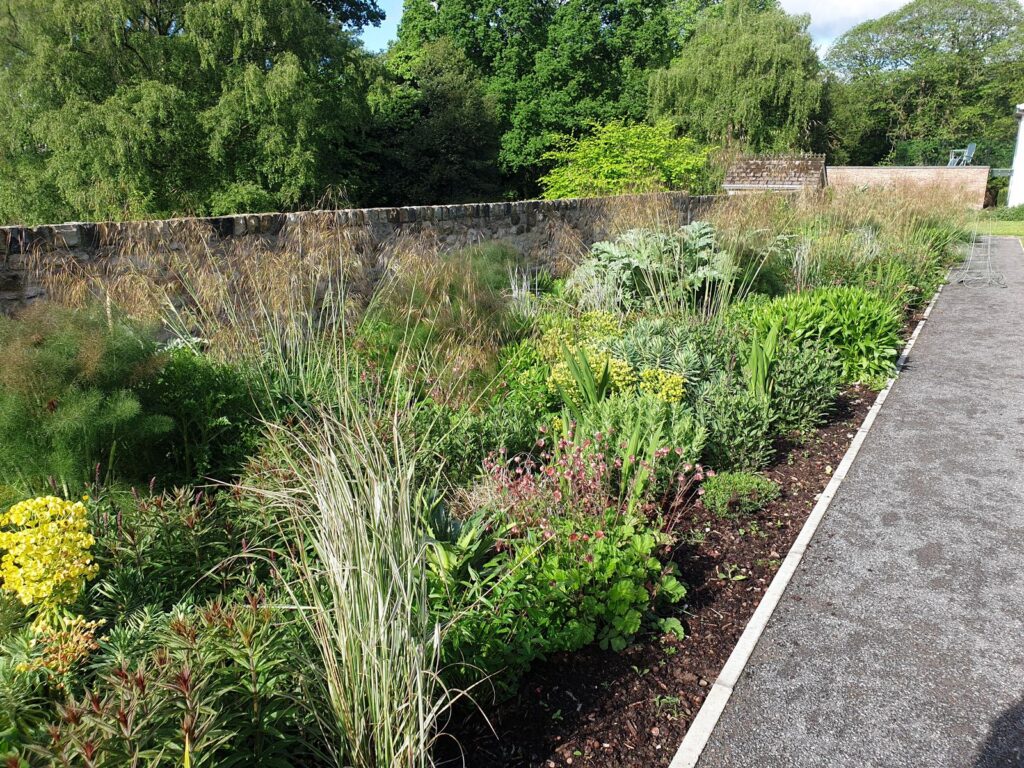 New planting in an herbaceous border