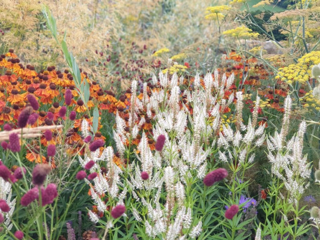 Weeding an herbaceous border in a Monmouthshire garden