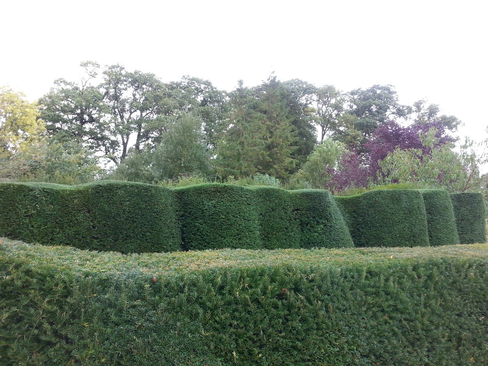 Yew hedge renovation