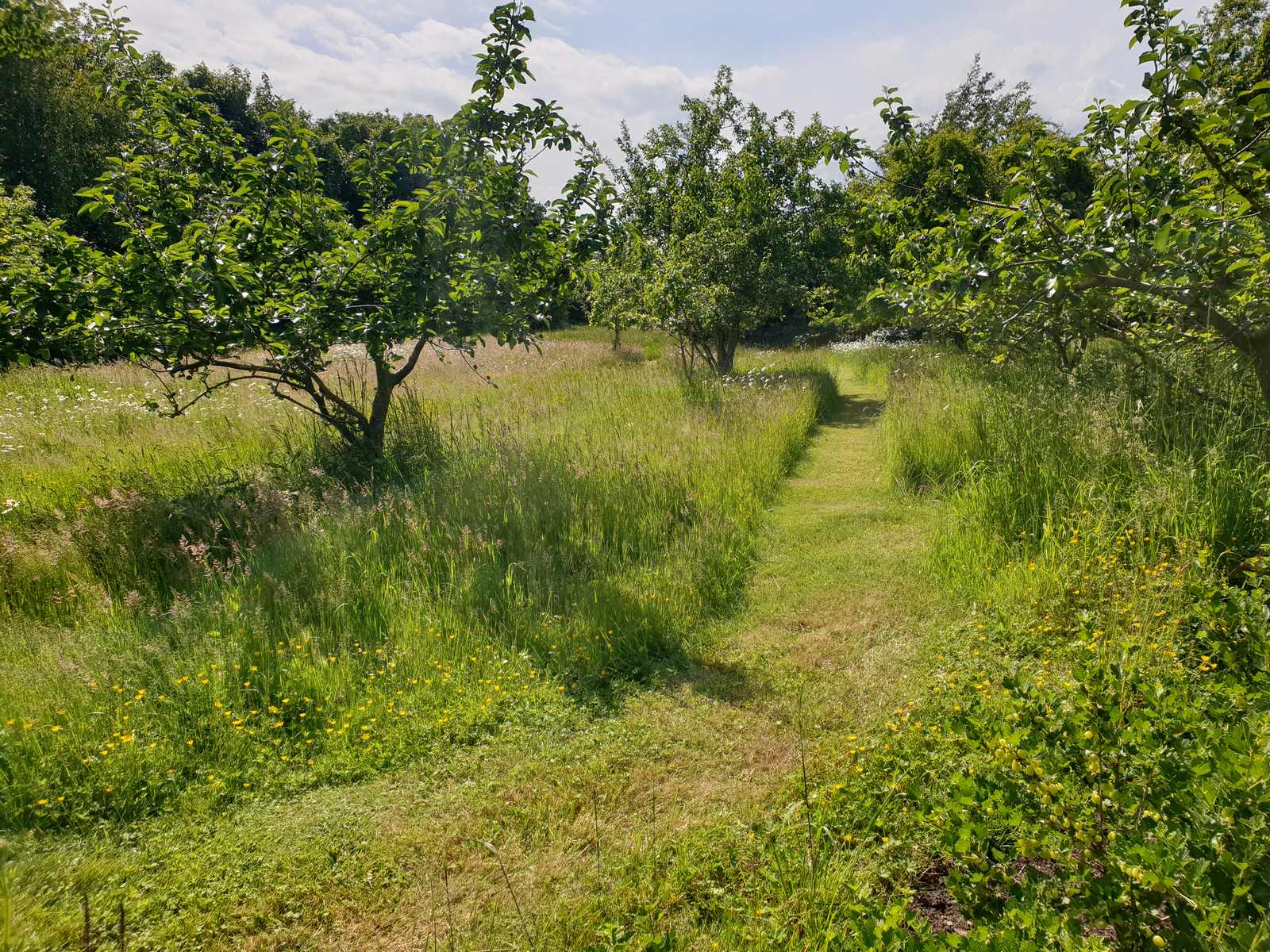 Orchard & Wildflower Meadow