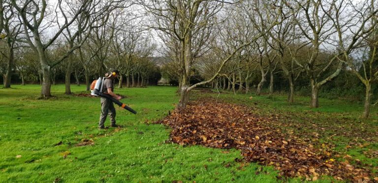 Clearing leaves in a kitchen garden and walnut orchard