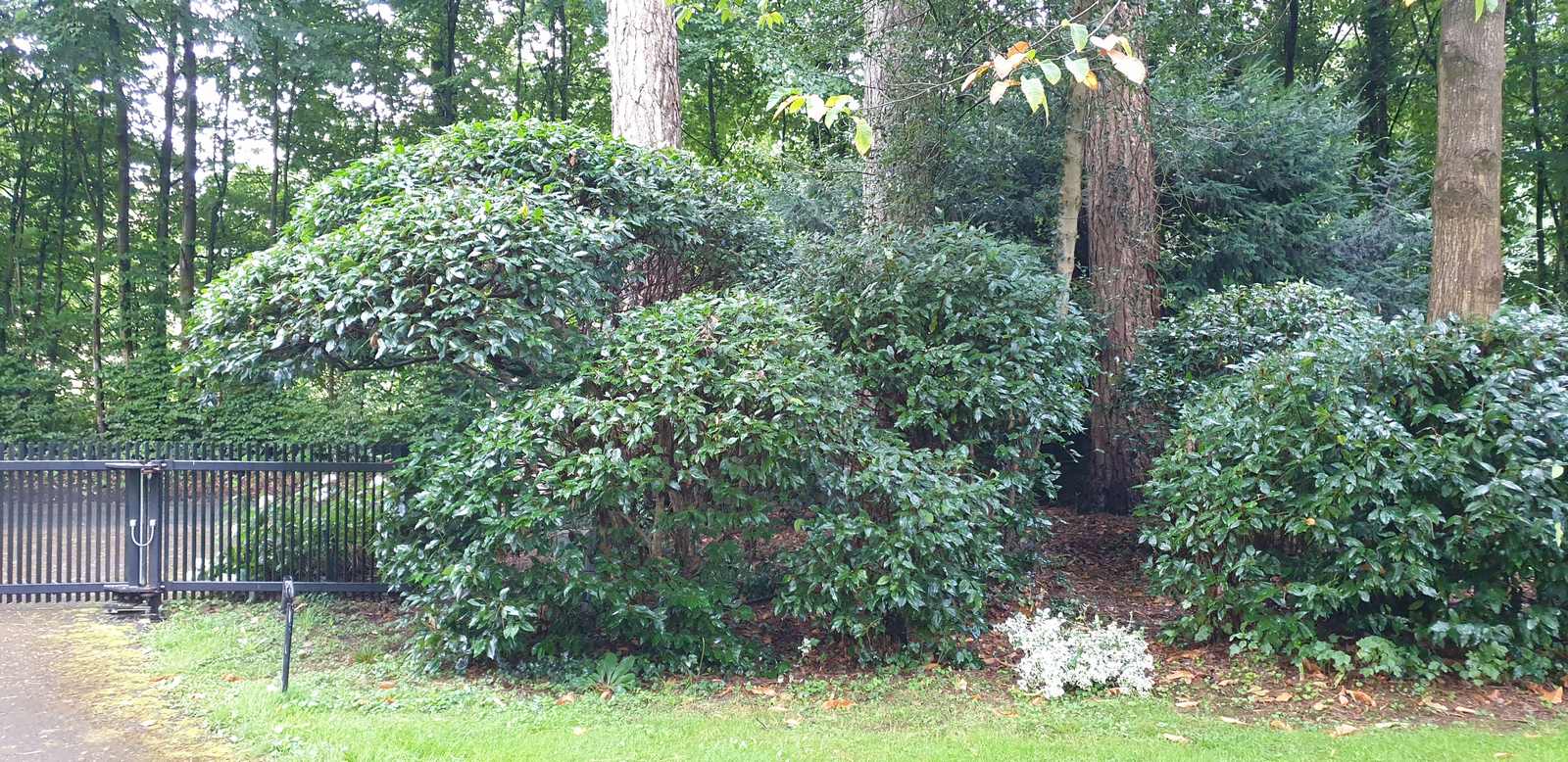 Cloud Pruned Topiary Laurel in Monmouthshire