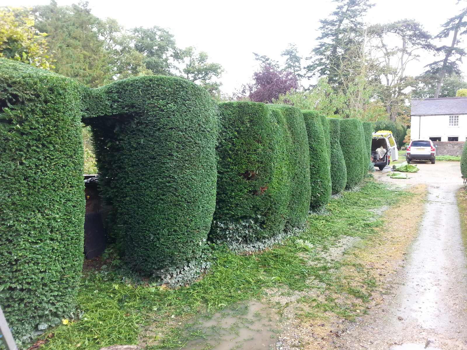 Yew Hedge Restoration