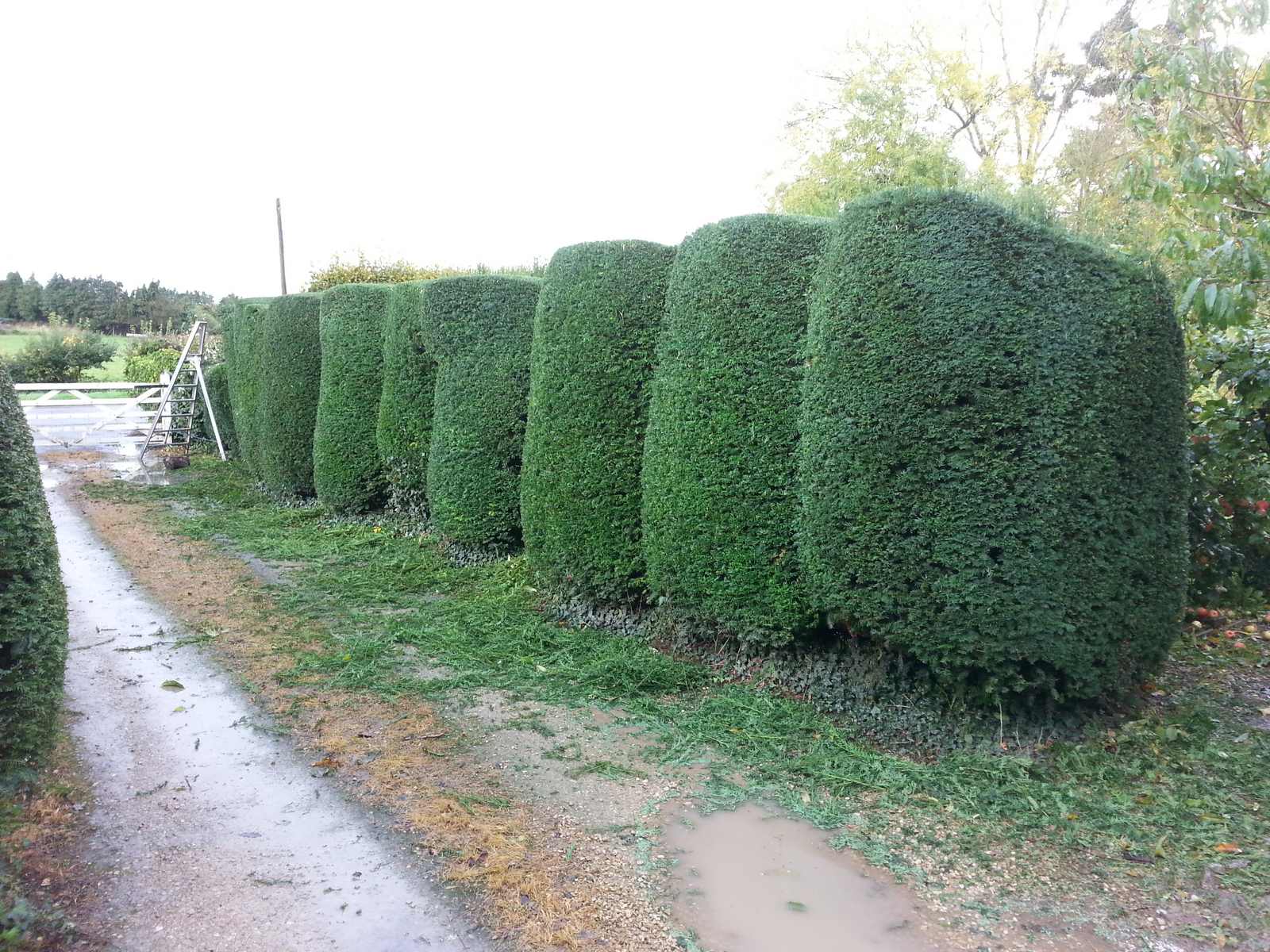 Yew Hedge Restoration