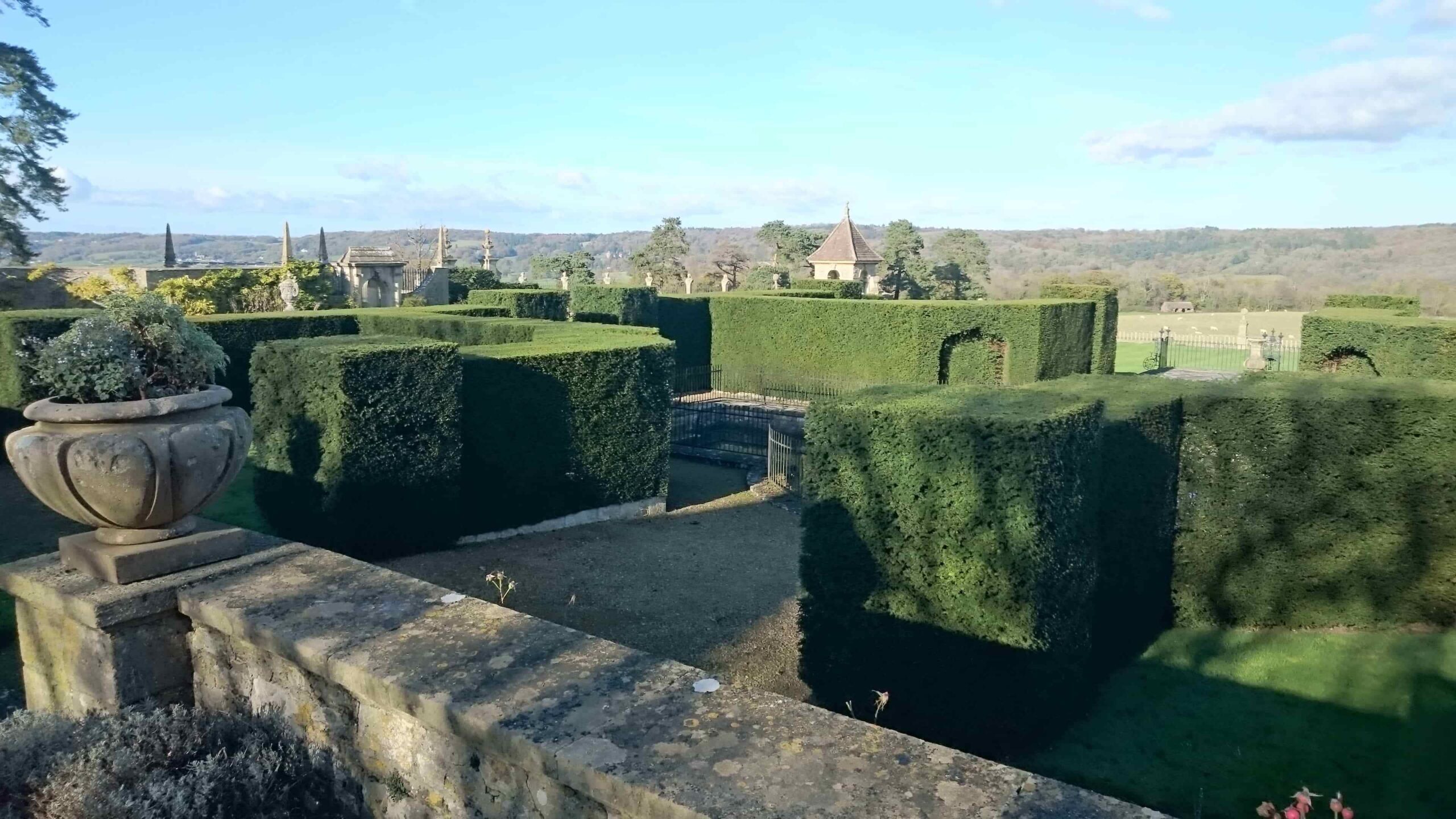 Yew Hedges at Barrow Court