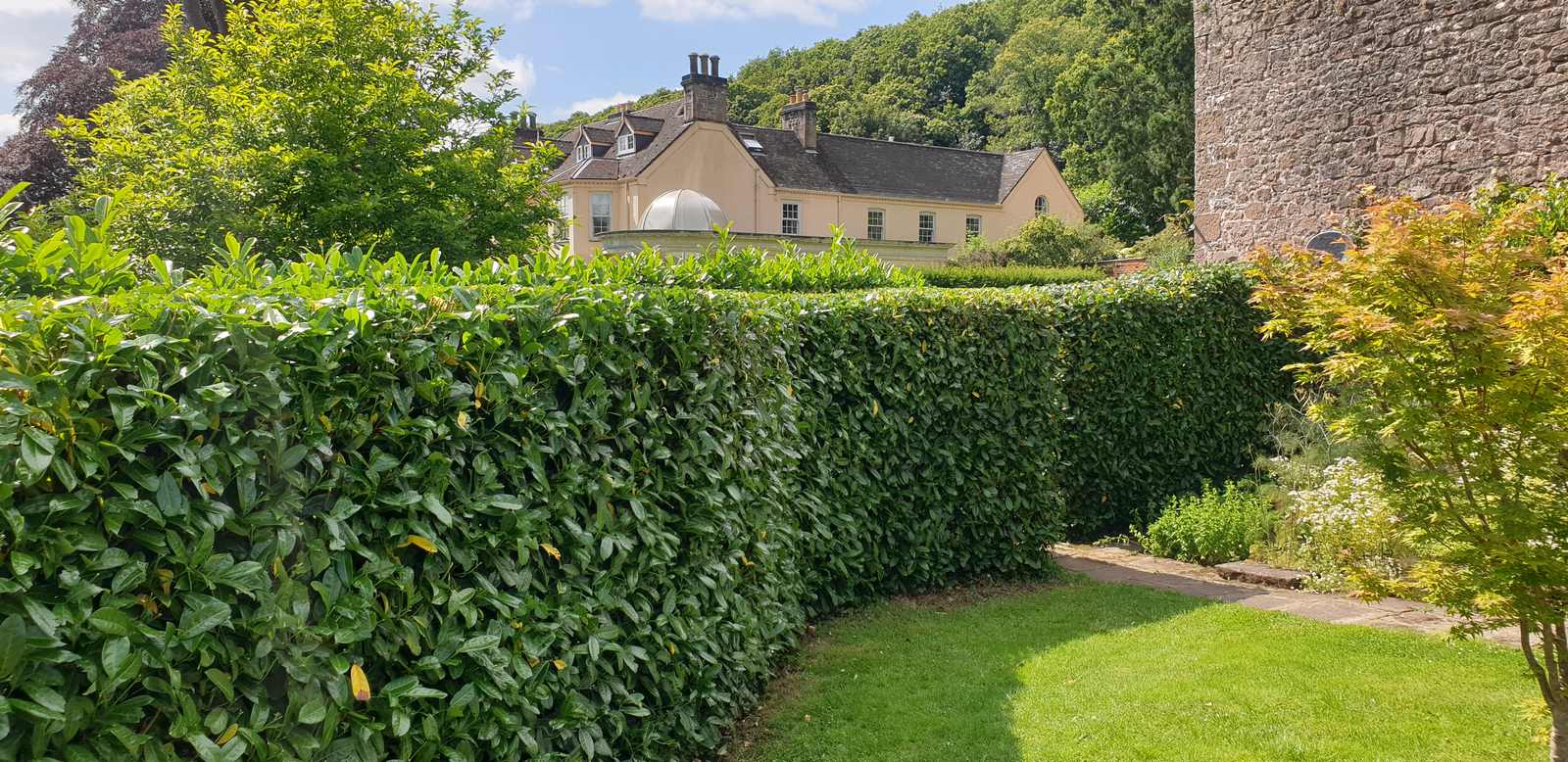 Laurel Hedge in The Forest of Dean