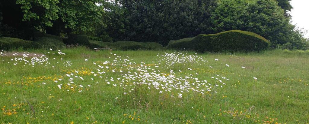 Cloud Pruned Hedge in a Wildflower Lawn